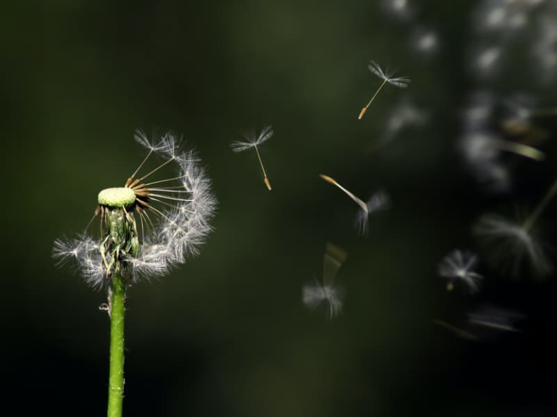 Dandelion tohumları — doğum öncesi dönemde umut ve yeni başlangıç